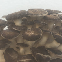Load image into Gallery viewer, Fresh Shimofuri Mushrooms (100g)
