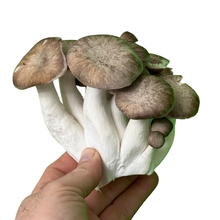 Load image into Gallery viewer, Fresh Shimofuri Mushrooms (100g)