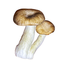 Load image into Gallery viewer, Fresh Shimofuri Mushrooms (100g)