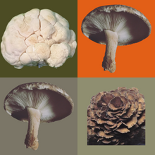 Load image into Gallery viewer, Immune and Brain Mushroom Mix (300g)
