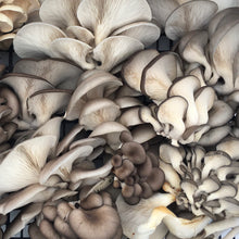 Load image into Gallery viewer, Fresh Oyster Mushrooms (100g)

