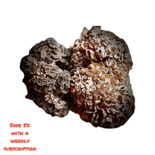 Load image into Gallery viewer, Maitake Value Pack (227g)
