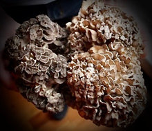 Load image into Gallery viewer, Maitake Value Pack (227g)
