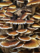 Load image into Gallery viewer, Fresh Cinnamon Cap Mushrooms (100g)
