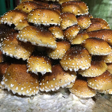 Load image into Gallery viewer, Cinnamon Cap Mushrooms Value Pack (227g)
