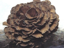 Load image into Gallery viewer, Maitake Value Pack (227g)
